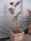 Preview: Larix kaempferii Bonsai (150-175 cm) - Japanischer Lärchen Bonsai