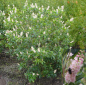 Preview: Clethra alnifolia 'Pink Spire' (40-60 cm) - Zimterle (Scheineller, Silberkerzenstrauch)