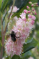Preview: Clethra alnifolia 'Pink Spire' (40-60 cm) - Zimterle (Scheineller, Silberkerzenstrauch)