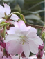 Preview: Prunus 'Accolade' (60-100 cm) - Zierkirsche (frühe Zierkirsche)