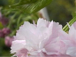 Preview: Prunus serrulata 'Kiku-shidare-Zakura' (60-100 cm) - Japanische Hänge-Zierkirsche