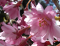 Preview: Prunus subhirtella 'Autumnalis rosea' (60-100 cm) - Japanische Schneekirsche (Winterkirsche)
