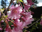 Preview: Prunus subhirtella 'Autumnalis rosea' (60-100 cm) - Japanische Schneekirsche (Winterkirsche)
