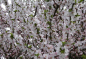 Preview: Prunus tomentosa 'Orient' (60-100 cm) - japanische Zierkirsche (Filzkirsche)