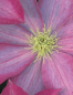 Preview: Clematis hybride 'Pink Champagne' (60-100 cm) - Waldrebe (Klematis)