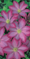 Preview: Clematis hybride 'Pink Champagne' (60-100 cm) - Waldrebe (Klematis)