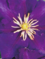 Preview: Clematis hybride 'Lady Betty Balfour' (60-100 cm) - Waldrebe (Klematis)