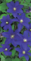 Preview: Clematis hybride Lasurstern 60-100 cm - Waldrebe / Klematis Lasurstern