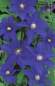 Preview: Clematis hybride Lasurstern 60-100 cm - Waldrebe / Klematis Lasurstern