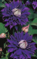 Preview: Clematis hybride 'Multi Blue' (60-100 cm) - Waldrebe (mittelgroß-blumige Klematis)