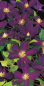 Preview: Clematis hybride 'Romantika' (60-100 cm) - Waldrebe (Klematis)