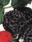 Preview: Rubus idaeus 'Black Jewel' (50 cm) - Himbeere