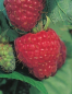 Preview: Himbeere Zefa Herbsternte