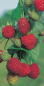 Preview: Himbeere Zefa Herbsternte