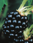 Preview: Schwarze Brombeere Thornless Evergreen