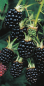 Preview: Schwarze Brombeere Thornless Evergreen
