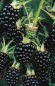 Preview: Schwarze Brombeere Thornless Evergreen