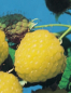 Preview: Rubus idaeus 'Golden Queen' (40-50 cm) - gelbe Himbeere