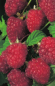 Preview: Rubus idaeus 'Malling Promise' (40-50 cm) - Rote Himbeere