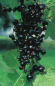 Preview: Ribes nigrum 'Silvergieters' (40-50 cm) - Schwarze Johannisbeere