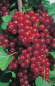 Preview: Ribes rubrum 'Rovada' (40-50 cm) - Rote Johannisbeere