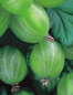 Preview: Ribes uva crispa 'Hinnonmäki grün' (40-50 cm) - Grüne Stachelbeere