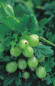 Preview: Ribes uva crispa 'Hinnonmäki grün' (40-50 cm) - Grüne Stachelbeere