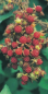 Preview: Rubus phoenicolasius (40-50 cm) - Japanische Weinbeere