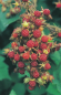 Preview: Rubus phoenicolasius (40-50 cm) - Japanische Weinbeere