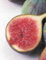 Preview: Ficus carica 'Brown Turkey' (40-50 cm) - Echte Feige