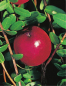 Preview: Vaccinium macrocarpon Cranberry (30-40 cm) - Moosbeere (Kranbeere, Kranichbeere)