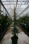 Preview: Cedrus deodara 'Karl Fuchs' (150-175cm)