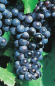 Preview: Vitis vinifera Muscat Nay