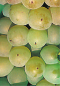 Preview: vitis vinifera pusztatraube