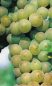 Preview: vitis vinifera pusztatraube