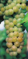 Preview: vitis vinifera pusztatraube
