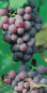 Preview: vitis vinifera roter gutedel