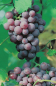 Preview: vitis vinifera roter gutedel