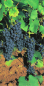 Preview: vitis vinifera regent