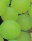 Preview: vitis vinifera phoenix
