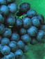 Preview: vitis blaue Paradiestraube
