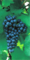 Preview: vitis blaue Paradiestraube