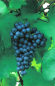 Preview: vitis blaue Paradiestraube
