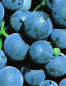 Preview: Vitis vinifera Dornfelder (veredelt Neuaustrieb) - Weintrauben-Pflanze (blaue frühreifende Rebsorte)