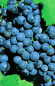Preview: Vitis vinifera Dornfelder (veredelt Neuaustrieb) - Weintrauben-Pflanze (blaue frühreifende Rebsorte)