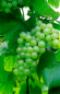 Preview: vitis vinifera bianca
