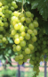 Preview: vitis vinifera Unio