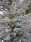 Preview: Picea pungens 'Fat Albert' (150-175cm)