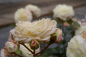 Preview: Beetrose Alabaster® cremeweiß