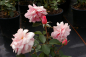 Preview: Beetrose Aladdin Palace™ Castle-Palace-Rose apricot-rosa